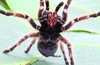 animals-Tarantula-slide3-web.jpg