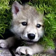 Wolfy Wolfbear